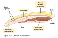 1. notochord 2. dorsal, hollow nervecord 
3. pharyngeal slits 
4. muscular, postanal tail                      