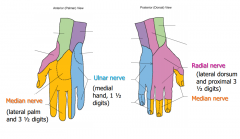 Median N-lateral pal and 3 1/2 digits
ulnar N- medial hand, 1 1/2 digits
Radial N- lateral dorsum and proximal  3 1/2 digits