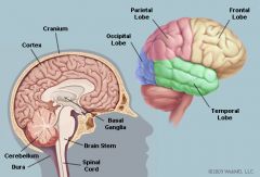 Is one of the four lobes in the cerebral hemisphere﻿. This lobe controls elements including creative thought﻿, ﻿problem solving﻿, ﻿intellect﻿, and judgement﻿.