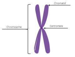 Doubled rod of condensed chromatin. 23 pairs in the human body.