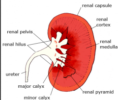 The kidney produces urine, which dumps into the ureter at the renal pelvis. Urine is then collected in the bladder until it is excreted through the urethra.