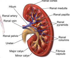 Each kidney has a hilum, which contains a renal artery, renal vein, and ureter.