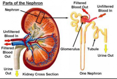Blood from the renal artery flows into afferent arterioles, which form glomeruli in Bowman's capsule (the first capillary bed).
