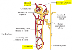 Blood then flows through the efferent arteriole to the vasa recta, which surround the nephron (the second capillary bed), before leaving the kidney though the renal vein.