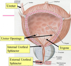 -The bladder has a muscular lining known as the detrusor muscle, which is under parasympathetic control. It has two sphincters.
-Internal urethral sphincter consists of smooth muscle and is under involuntary (parasympathetic) control. 
-External u...