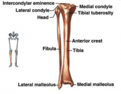 Intercondylar eminence of tibia
Lateral condyle of femur