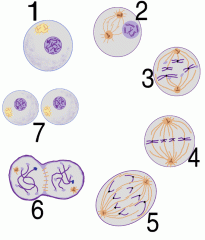 If diagram A is showing a cell in interphase, when do the sister chromatids connect with a centromere?


a. 1
b. 2
c. 3
d. 4
e. 5