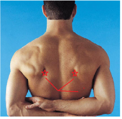 Lateral Border Trapezius
Superior Of Lats
Inferior to Rhomboids