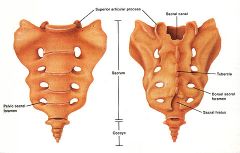 Sacral Canal
Promontory
Hiatus
Body
Anterior/Posterior Sacral Foramina