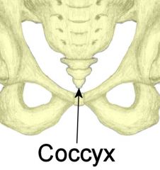 Attached to Sacrum has 1-4 segments