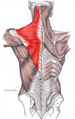Origin: Nuchal Line
Insertion: 
Nerve: Spinal Accessory Nerve