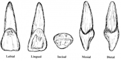 Why type of tooth is this?