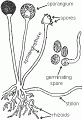 examples:  rhizopus

Sexual reproductive structures: Zygote sporangia produce spores

Asexual reproductive structures: Sporangia and spores