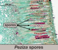 examples: Peziza penicillium 

Sexual reproductive structures: Ascocarp ascospores 

 Asexual reproductive structures:  conidia