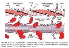 *Mutations in genes that encode sarcomeric proteins 
(mostly myofilament proteins and a few sarcomere-associated and Z disk proteins) account for ~75% of familial hypertrophic cardiomyopathy.
*Most occur in myosin heavy chain.