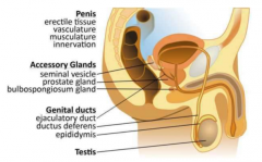testis
genital ducts
accessory glands
penis