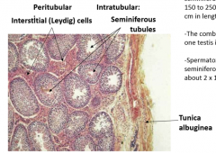 two compartments
peritubular: interstitial (leydig) cells
intratubular: seminiferous tubules
