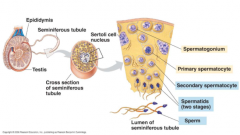 1. spermatocytogenesis: spermatogonium on periphery to secondary spermatocyte medially (cell division-- mitosis and meiosis I)


2. spermiogenesis: differentiation/maturation of sperm cell from spermatid (meiosis II)
golgi apparatus collects and m...
