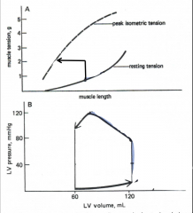 Effect of Increased Afterload on Afterloaded Contractions (A) and Ventricular Stroke Volume (B):
