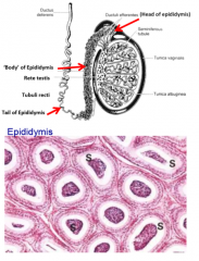 sperm storage depot
pseudostratified columnar with smooth muscle layer
convoluted tubule
sperm become compacted, fluid removed and replaced