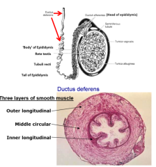 vas deferens
larger, more organised version of epididymis
folds for expansion (hold more)
strong, perstialtic contractions (sympathetic nervous system) 
3 muscle layers: outer longitudinal, middle circular, inner longitudinal