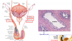 2 ejaculatory ducts on either side of urethra
vas deferens meets with seminal vesicle and prostate gland to form ED