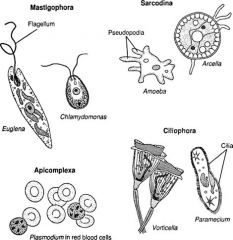 heterotrophic protists