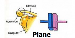 Type of synovial joint. Gliding movements limited by joing capsules. Ex: zygapophyseal, acromioclavicular joints.