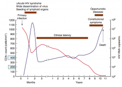 Blue line
- Primary infection: spikes within 2 months
- Drops back down during clinical latency
- Increases when latent period ends / immunocompromise