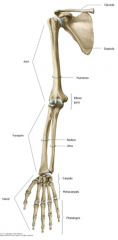 Medial Ulna and Lateral Radius