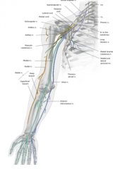 The axillary nerve and the posterior circumflex humeral artery that run around the surgical neck of the humerus.