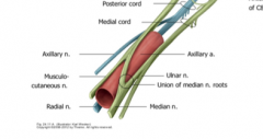 Musculocutaneous nerve