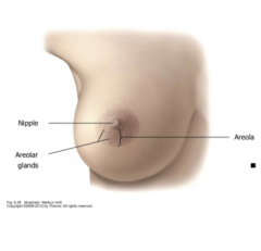 The areola is a dark pigmentation of skin and the nipple is a result of circular and longitudinal muscle