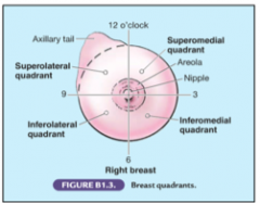 The superolateral quadrant or the upper quadrant contains the tail of Spence.