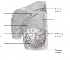 The lateral thoracic artery (a branch of the axillary artery)  with perforating and mammary branches.