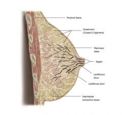Glandular Tissue (Parenchyma)
-Lactiferous glands: mammary lobes (15-20) with lobules that give rise to lactiferous ducts which emerge to form lactiferous sinuses which exit the nipple
Connective tissue (stroma)
-Connective tissue ligaments
-Fat