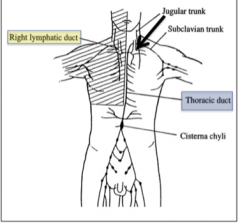 Thin-walled sac at the inferior end of the thoracic duct dilated because this is a convergent point of the right and left lumbar lymphatic trunks, intestinal lymph trunks and descending thoracic lymph trunks.