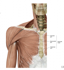 Clavicular part
Sternocostal part
Abdominal part