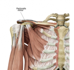Ribs 3-5 and the coracoid process of the scapula respectively