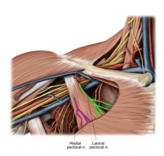 Pectoralis major: Lateral and Medial pectoral nerve
Pectoralis minor: The medial pectoral nerve