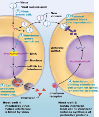 1) viral infection of our cells
2) MHC attack; cell secrete interferons
3) neighboring uninfected cells secrete antiviral proteins
4) this blocks viral replication