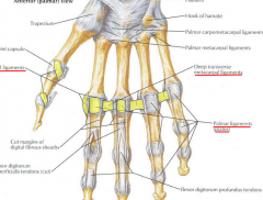 CONDYLOID joints
Allows flexion-extension, abduction-adduction, and circumduction
Metacarpal heads united by deep transverse metacarpal ligament
