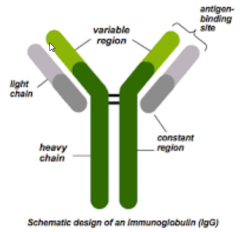large Y-shaped proteins that function to identify and destory pathogens

the antigen-binding site binds to the same place on the pathogen (antigen)