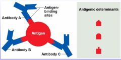 antigen are collection of antigenic determinants