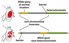 White gene


 


+The absence of its products results in white eyes


+if the White gene is moved close to heterochromatin DNA by a chromosomal inversion, some of the eye cells may not express the gene. 