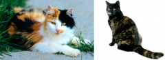 Calico and Tortoiseshell cats are always heterozygous females: XOXB.    They have two different Alleles for the colour gene.