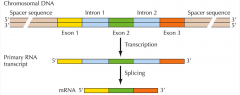 A gene is defined as a region of the chromosome that is transcribed, resulting in a functional product.


 


ALSO:


 


a segment of DNA that is transcribed and codes for a functional product:


 


such as a polypeptide or an RNA...
