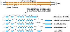 Alternative splicing can generate different versions of a gene product