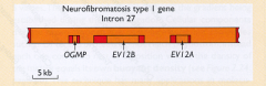 One or more genes may be contained within the intron of another gene.


 


This is a relatively common feature of nuclear genomes. 


 


Example: intron 27 of the human neurofibromatosis type I (NF1) gene contains three genes: OGMP, E...