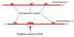 Repetitive DNA sequences are noncoding sequences that are present in multiple copies. 


 


+Simple sequence DNA ("satellites") are clustered repeats.


+interspersed repeats are repetitive sequences that are not clustered but are scatt...